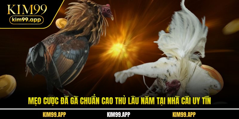 Mẹo cược đá gà chuẩn cao thủ lâu năm tại nhà cái uy tín Mẹo cược đá gà chuẩn cao thủ lâu năm tại nhà cái uy tín