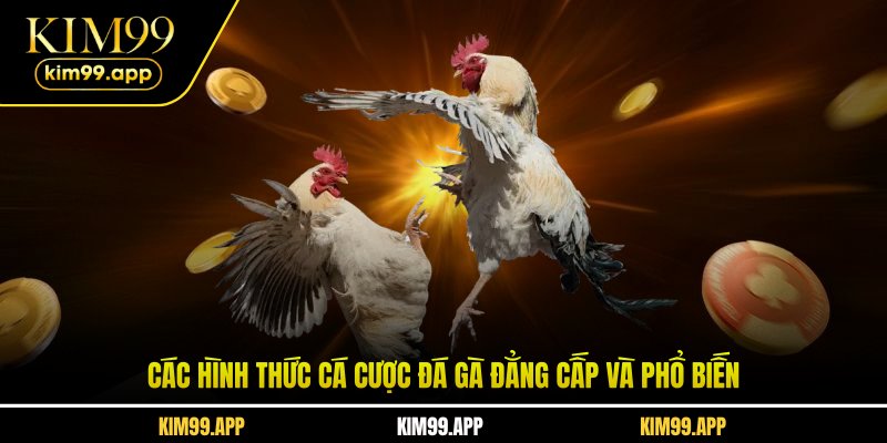 Các hình thức cá cược đá gà đẳng cấp và phổ biến Các hình thức cá cược đá gà đẳng cấp và phổ biến