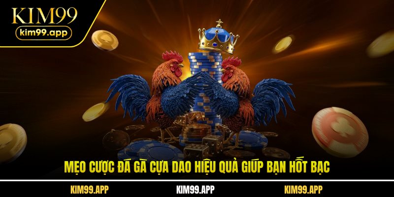 Mẹo cược đá gà cựa dao hiệu quả giúp bạn hốt bạc Mẹo cược đá gà cựa dao hiệu quả giúp bạn hốt bạc