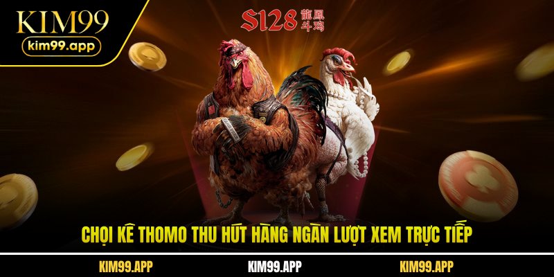 Chọi kê thomo thu hút hàng ngàn lượt xem trực tiếp