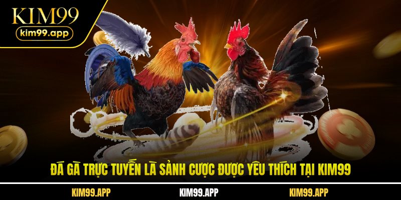 Đá gà trực tuyến là sảnh cược được yêu thích tại KIM99